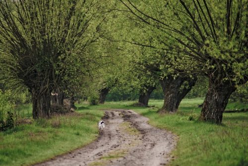 Kalejdoskop Magii Podlasia / fot. Paweł Tadejko