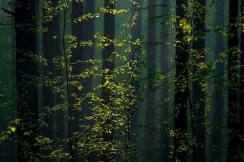 Kalejdoskop Magii Podlasia / fot. Paweł Tadejko