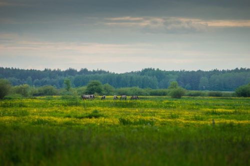 Kalejdoskop Magii Podlasia / fot. Paweł Tadejko