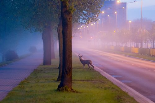Kalejdoskop Magii Podlasia / fot. Paweł Tadejko